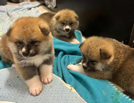 Akita (Japanese) puppy for sale by KIMHAMMANN