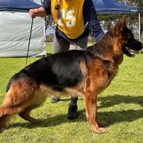 German Shepherd Dog puppy for sale by ROXAMBURG