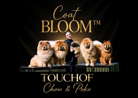 Chow Chow for sale by TOUCHOFCHOW