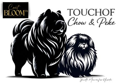 Chow Chow for sale by TOUCHOFCHOW
