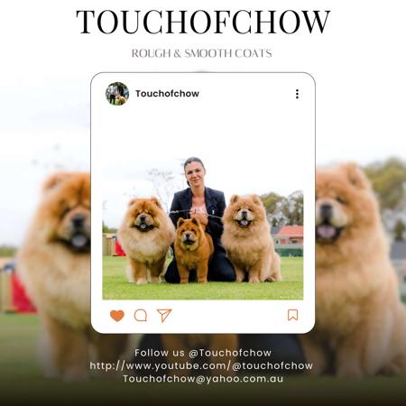 Chow Chow for sale by TOUCHOFCHOW