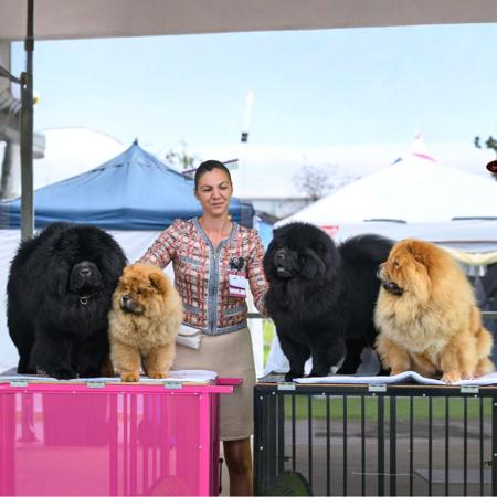 Chow Chow for sale by TOUCHOFCHOW