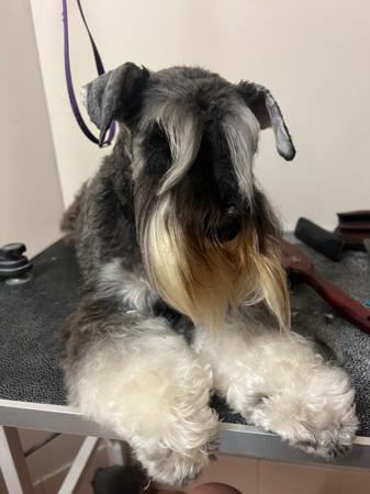 Schnauzer (Miniature) for sale by ELNINAH