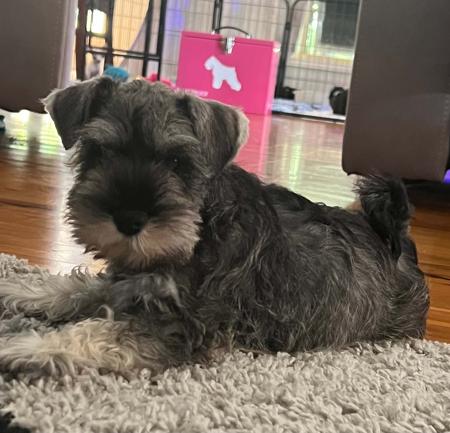 Schnauzer (Miniature) for sale by ELNINAH