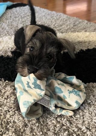 Schnauzer (Miniature) for sale by ELNINAH
