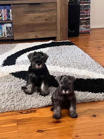 Schnauzer (Miniature) for sale by ELNINAH