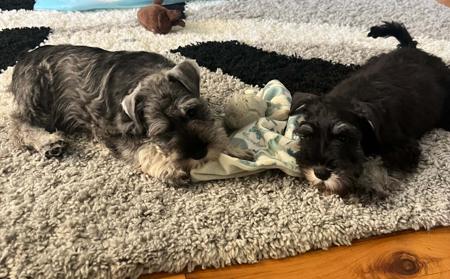 Schnauzer (Miniature) for sale by ELNINAH