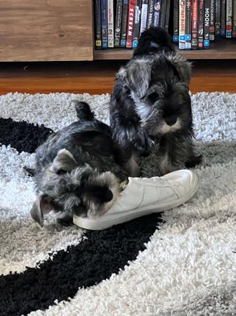 Schnauzer (Miniature) for sale by ELNINAH