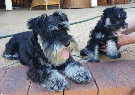 Schnauzer (Miniature) for sale by BRAVEHEART