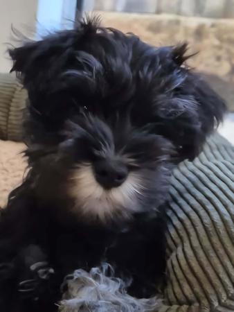 Schnauzer (Miniature) for sale by BLIKSEM