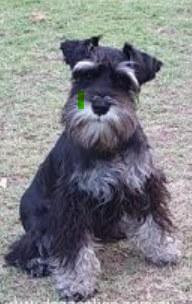 Schnauzer (Miniature) for sale by BLIKSEM