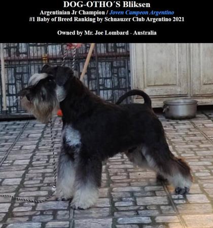 Schnauzer (Miniature) for sale by BLIKSEM