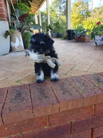 Schnauzer (Miniature) for sale by BLIKSEM