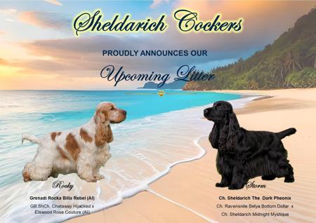Cocker Spaniel puppy for sale by SHELDARICH
