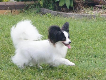 Papillon for sale by CLOCKWIZE