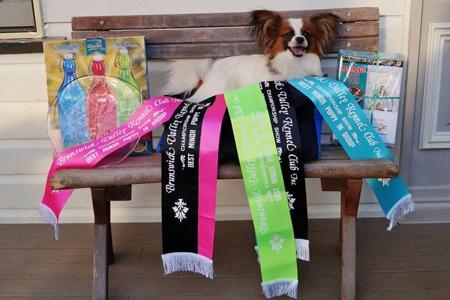 Papillon for sale by CLOCKWORK