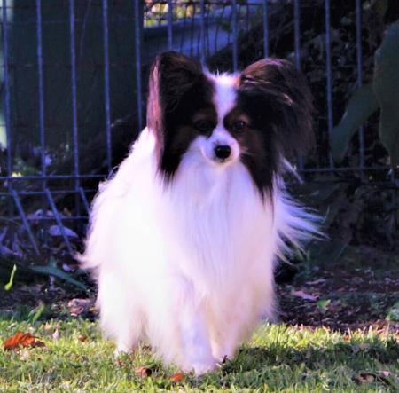 Papillon for sale by CLOCKWIZE