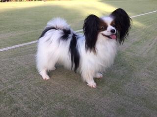 Papillon for sale by CLOCKWIZE