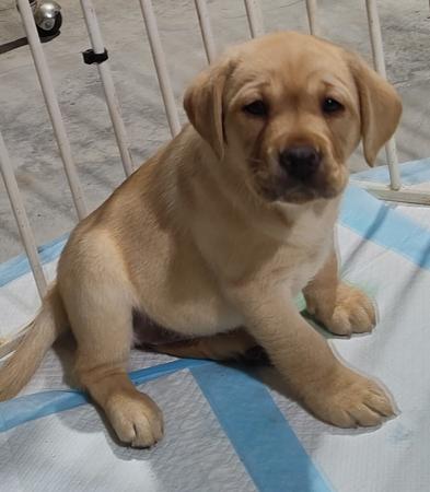 Labrador Retriever for sale by BOCHELIA