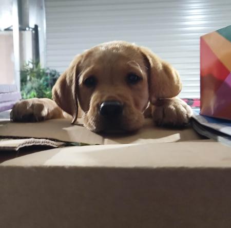 Labrador Retriever for sale by BOCHELIA