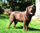 Labrador Retriever for sale by BOCHELIA