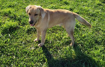 Labrador Retriever for sale by BOCHELIA