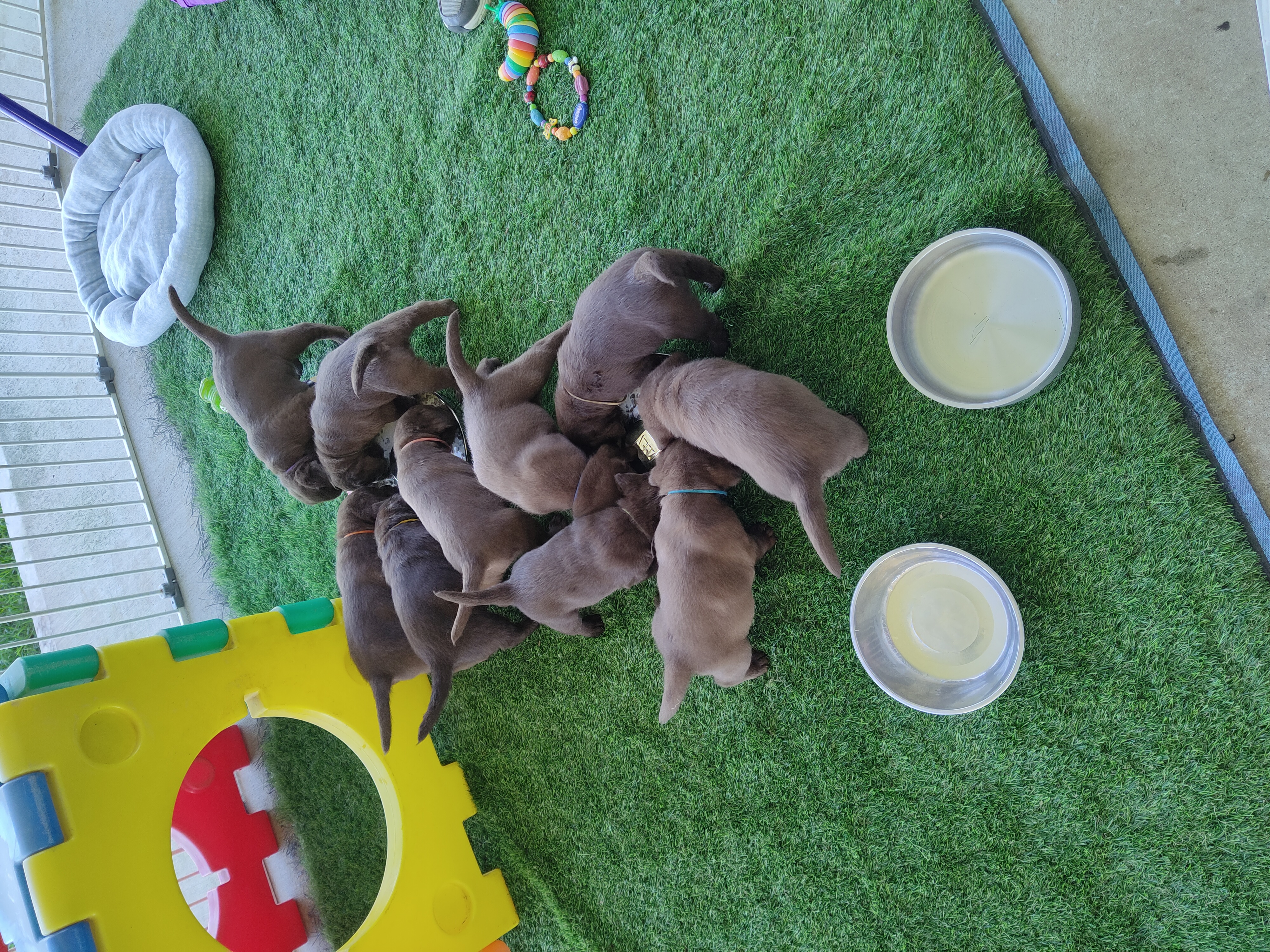 Labrador Retriever puppy for sale by BOCHELIA