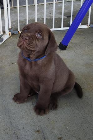 Labrador Retriever puppy for sale by LIANNEBERRY