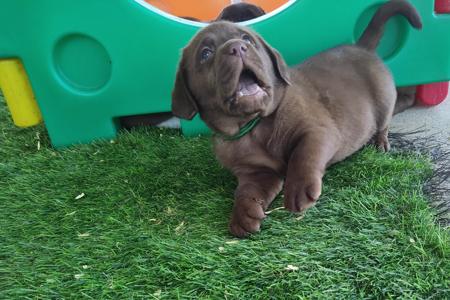 Labrador Retriever puppy for sale by LIANNEBERRY