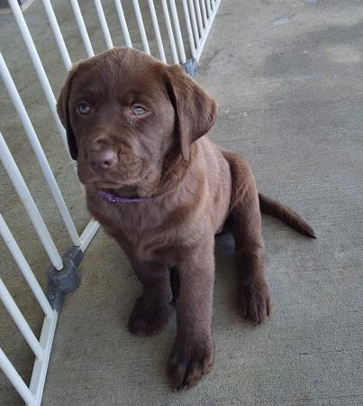Labrador Retriever puppy for sale by LIANNEBERRY
