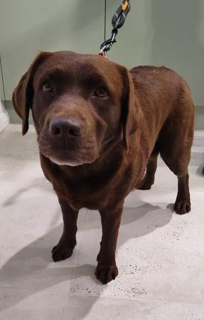 Labrador Retriever dog for sale by LIANNEBERRY