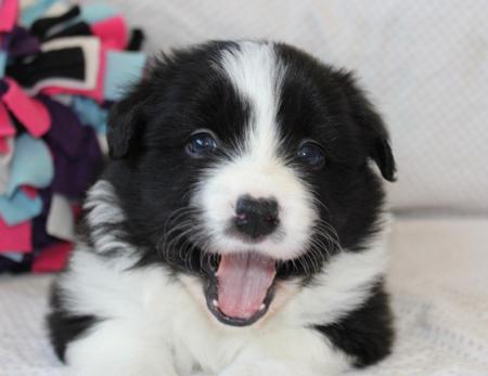 Border Collie for sale by STARBORDERS