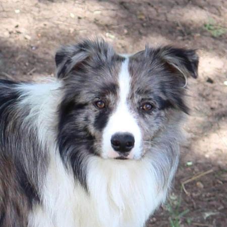 Border Collie for sale by TYINPI