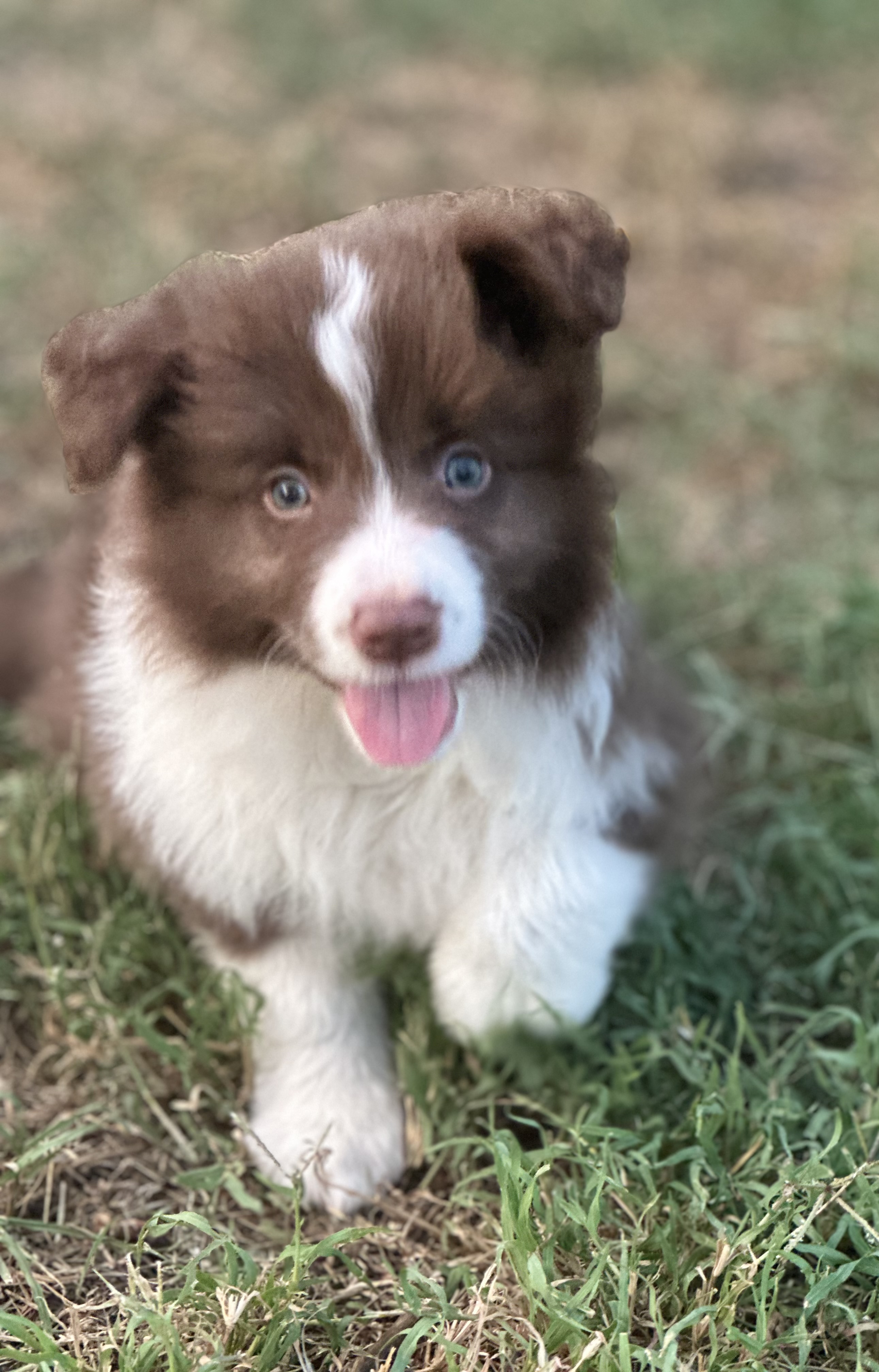 Border Collie for sale by TYINPI