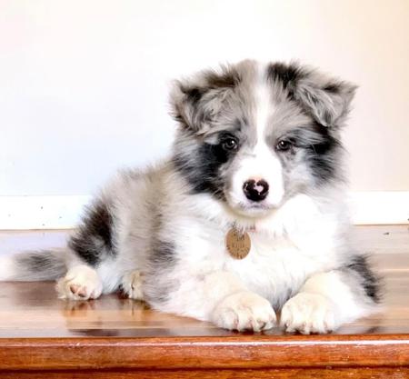 Border Collie for sale by TYINPI