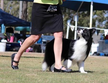 Border Collie for sale by TYINPI