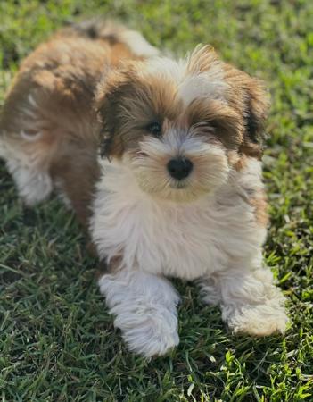 Havanese for sale by TYINPI