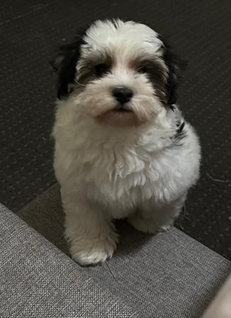 Havanese for sale by TYINPI