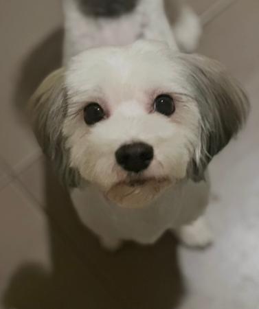 Havanese for sale by TYINPI