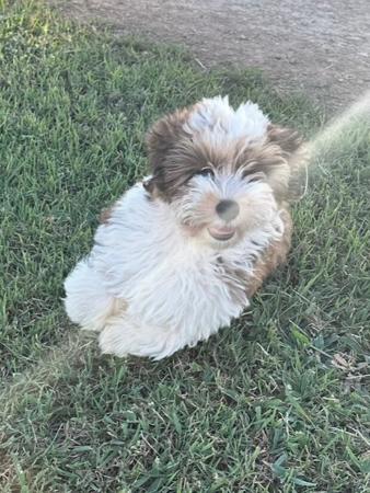 Havanese for sale by TYINPI
