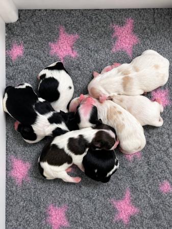 Havanese puppy for sale by STARBORDERS
