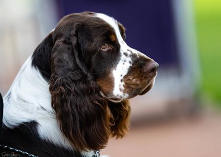 English Springer Spaniel for sale by ESSPREE