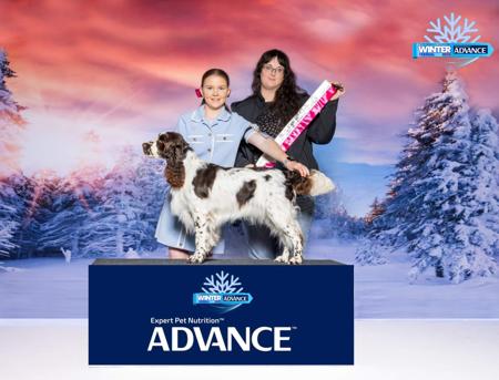 English Springer Spaniel for sale by ESSPREE