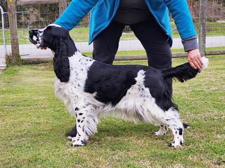 English Springer Spaniel for sale by ESSPREE