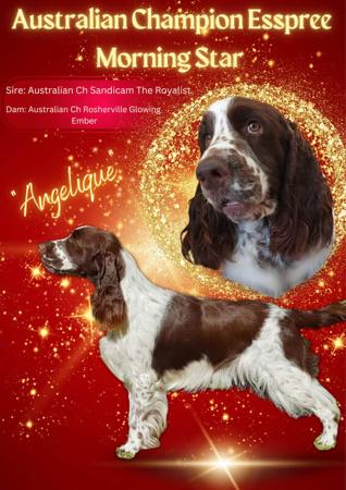 English Springer Spaniel for sale by ESSPREE