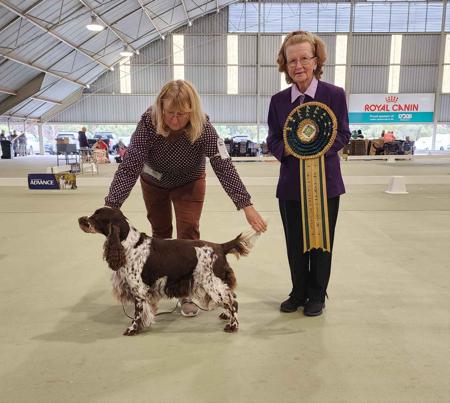 English Springer Spaniel for sale by ESSPREE