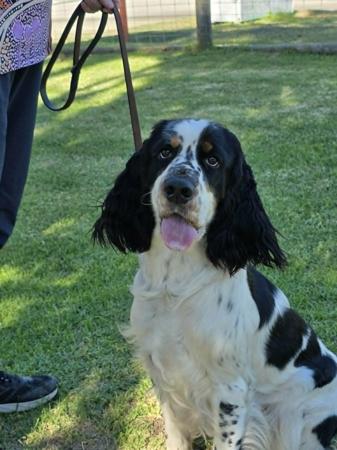 English Springer Spaniel puppy for sale by ESSPREE