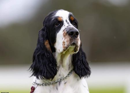 English Springer Spaniel puppy for sale by ESSPREE