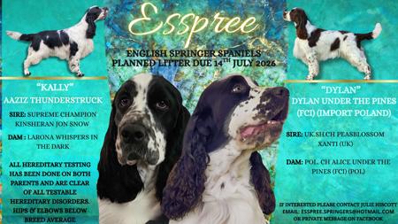 English Springer Spaniel puppy for sale by ESSPREE