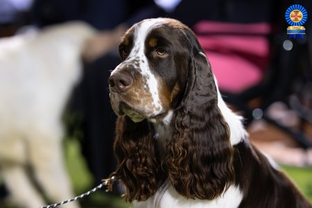 English Springer Spaniel for sale by ESSPREE